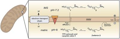 Enhancing the Mitochondrial Uptake of Phosphonium Cations by Carboxylic Acid Incorporation